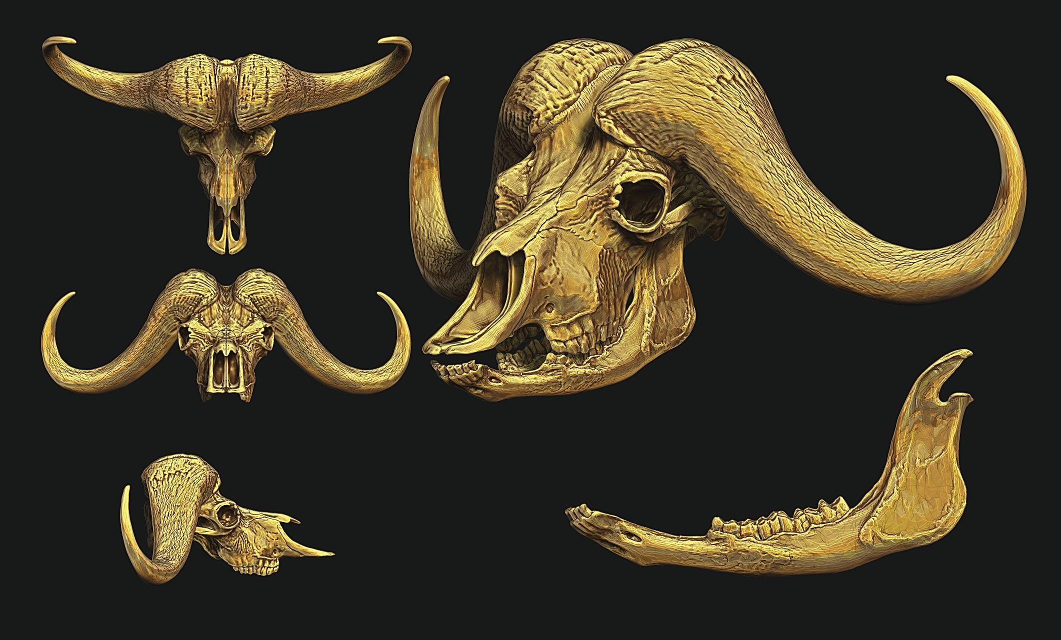 African Buffalo - Syncerus caffer Skull 3D print model_11