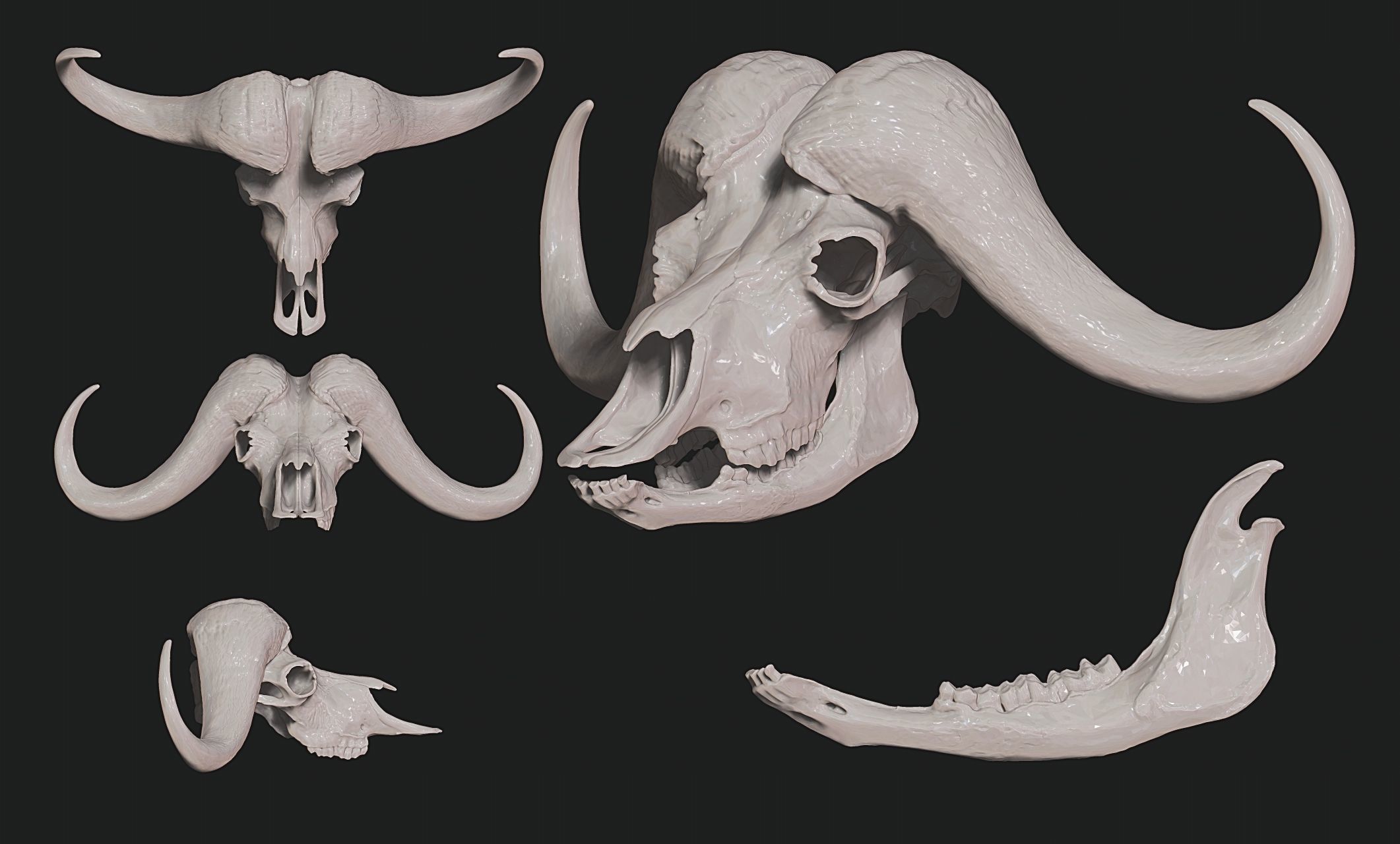 African Buffalo - Syncerus caffer Skull 3D print model_12