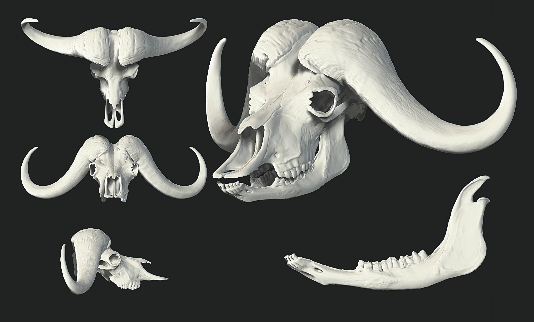 African Buffalo - Syncerus caffer Skull 3D print model_6