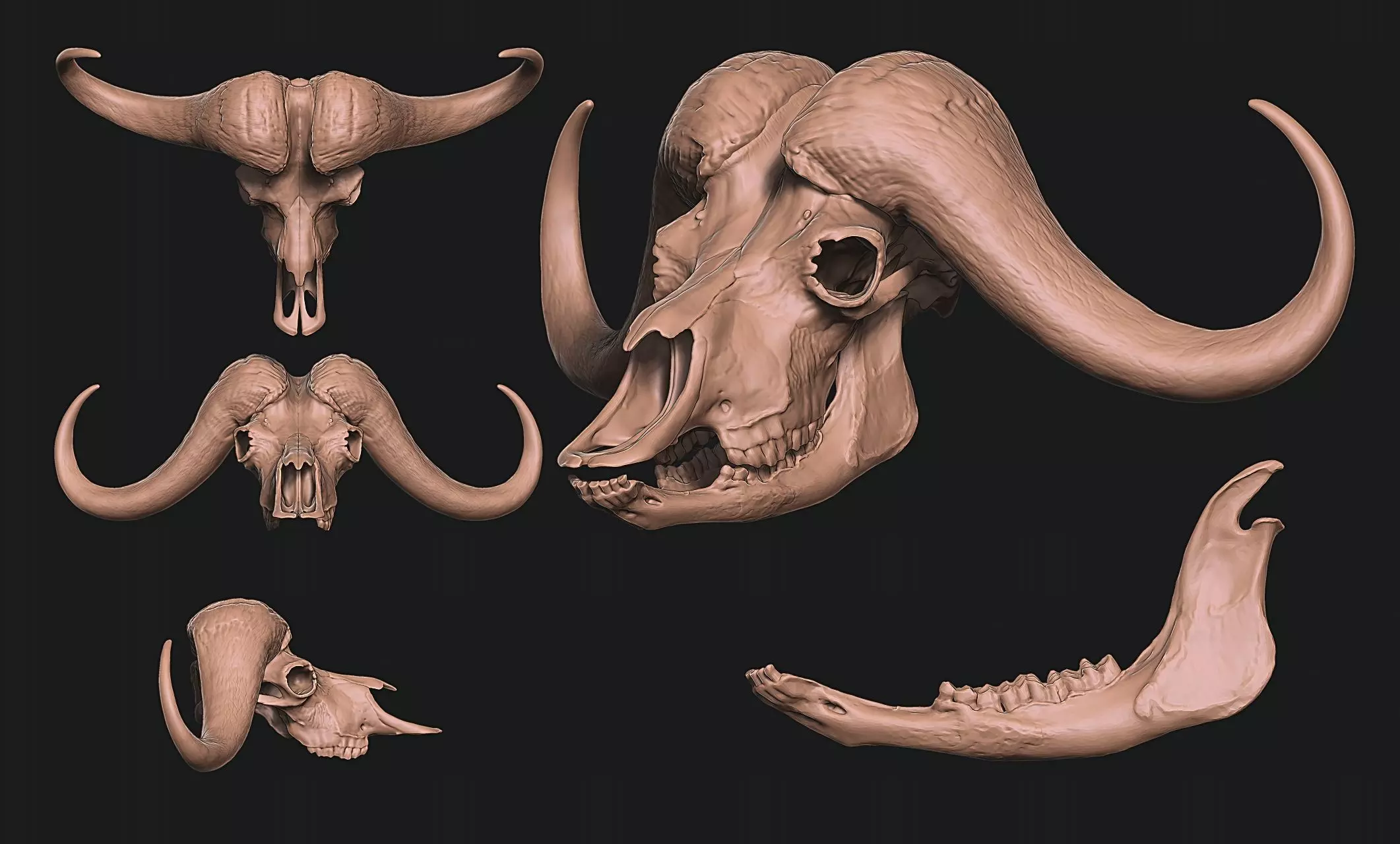 African Buffalo - Syncerus caffer Skull 3D print model_0