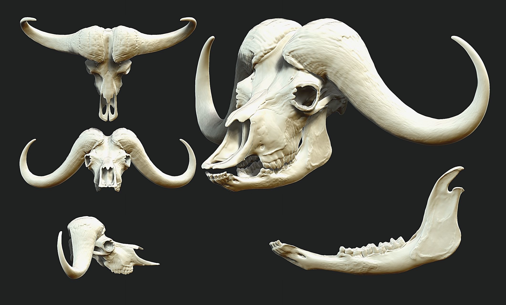 African Buffalo - Syncerus caffer Skull 3D print model_3