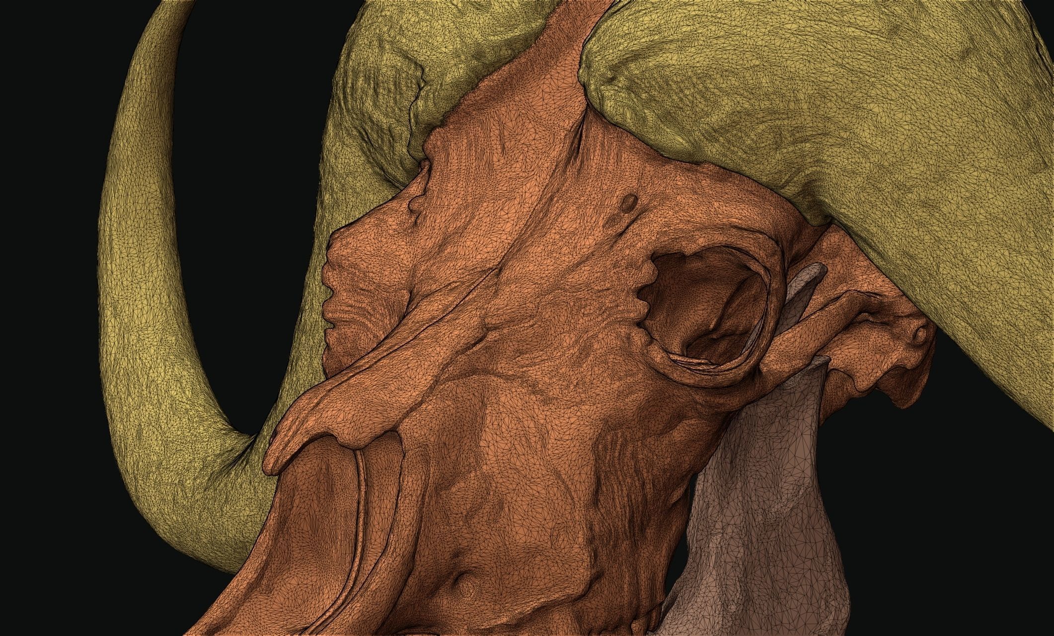 African Buffalo - Syncerus caffer Skull 3D print model_15