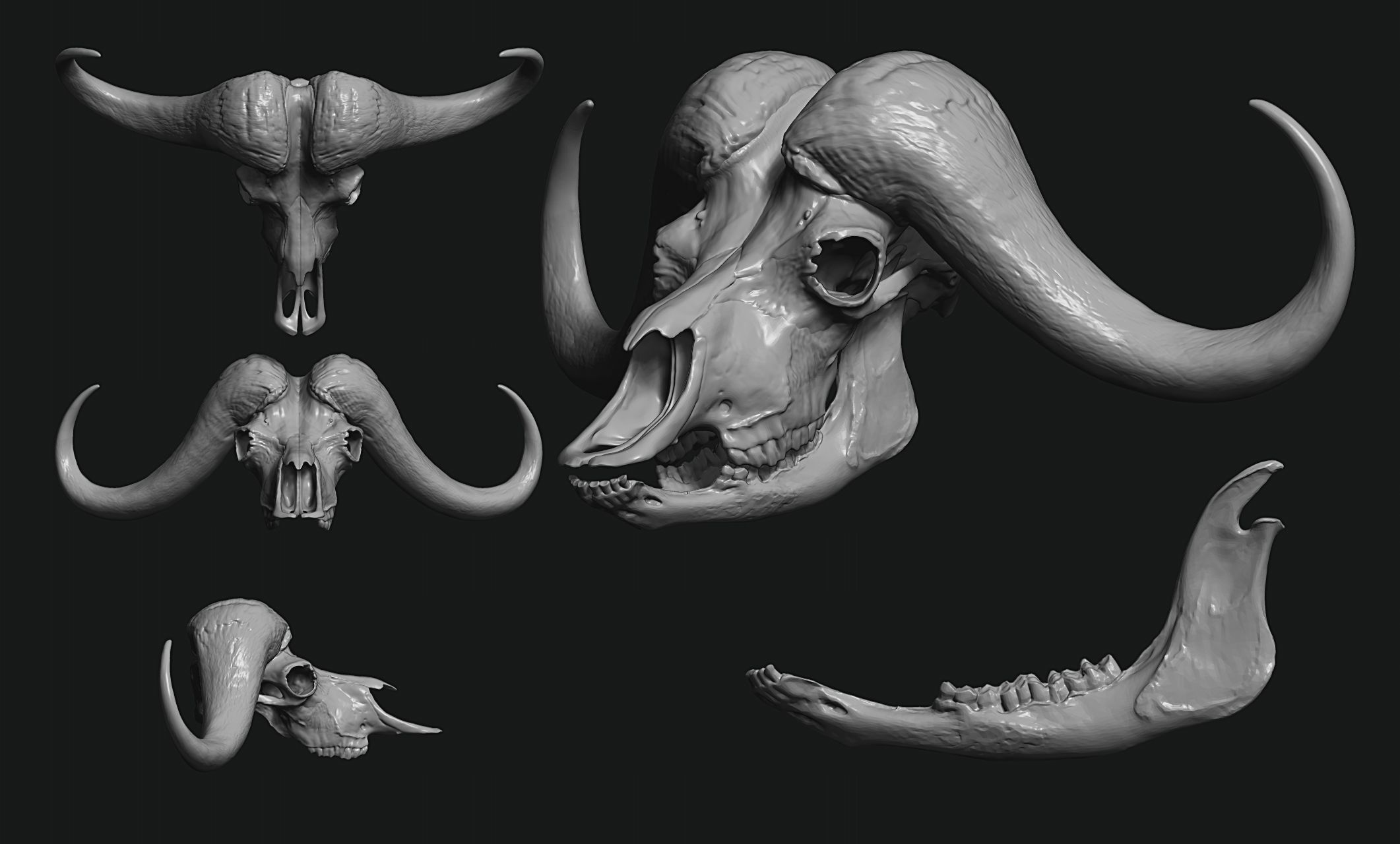 African Buffalo - Syncerus caffer Skull 3D print model_2