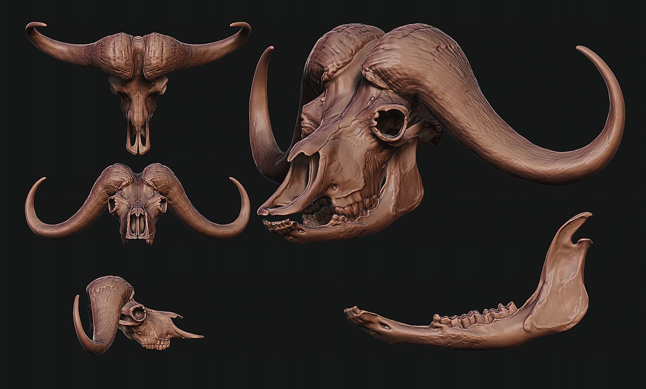 African Buffalo - Syncerus caffer Skull 3D print model_8