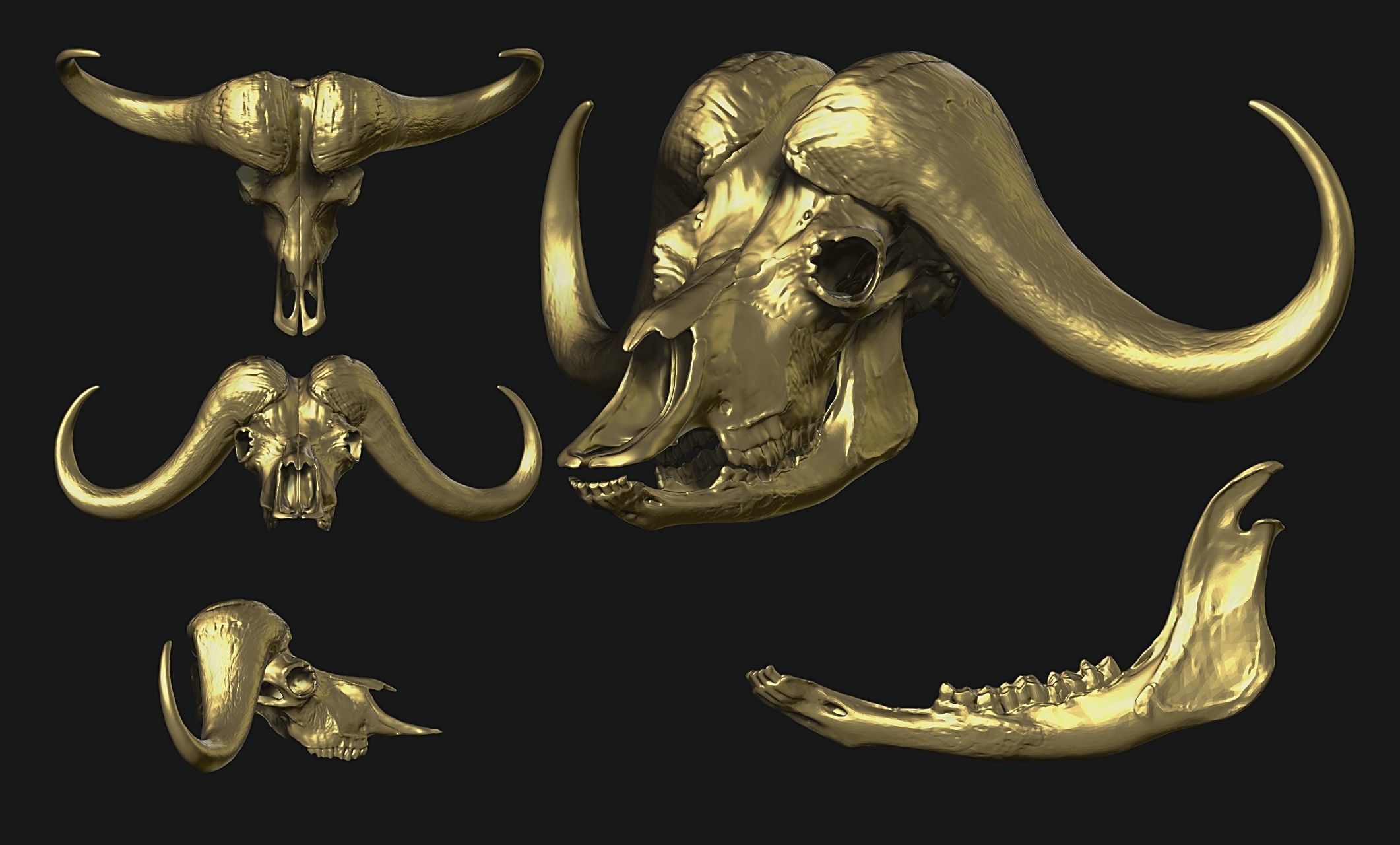 African Buffalo - Syncerus caffer Skull 3D print model_17