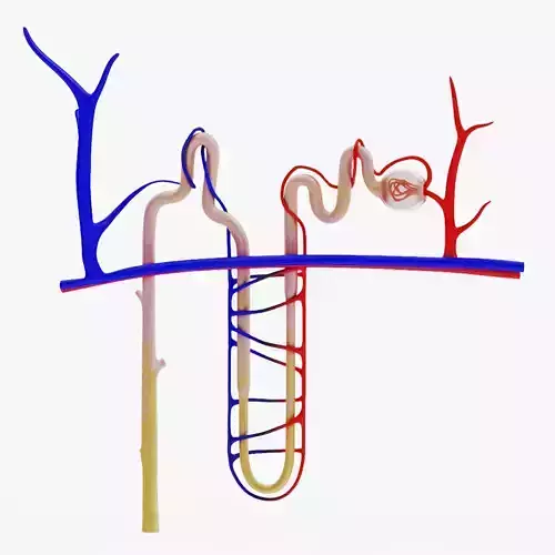 Nephron 