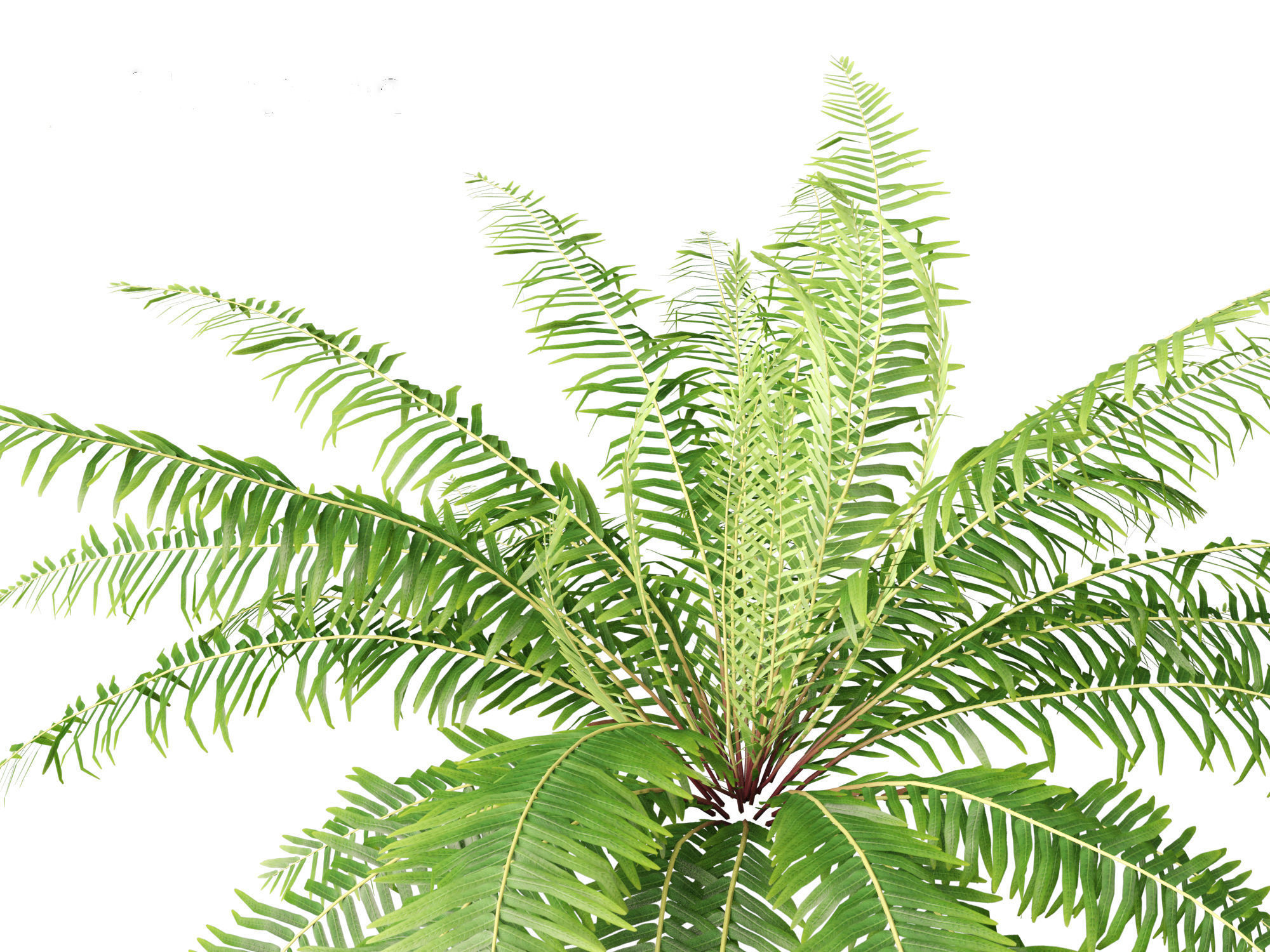 Blechnum nudum - Fishbone water fern 3D model_3