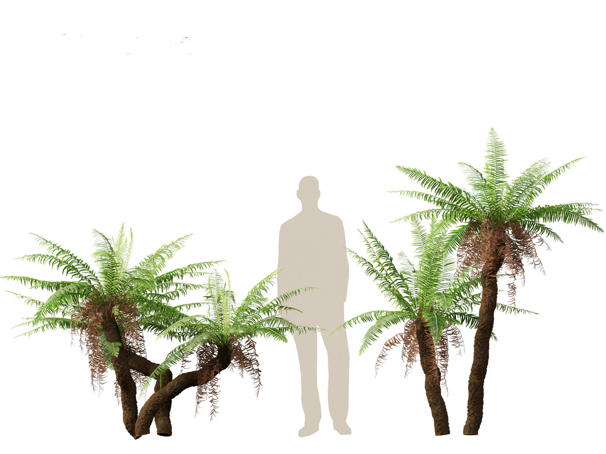 Blechnum nudum - Fishbone water fern 3D model_10