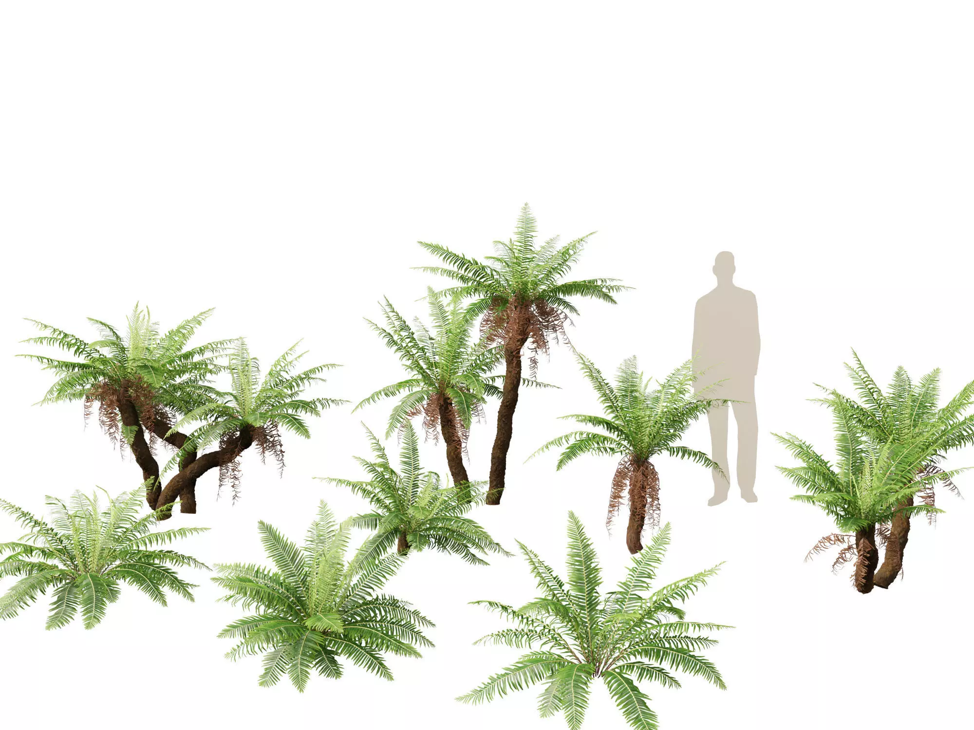 Blechnum nudum - Fishbone water fern 3D model_0