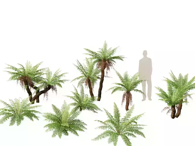 Blechnum nudum - Fishbone water fern