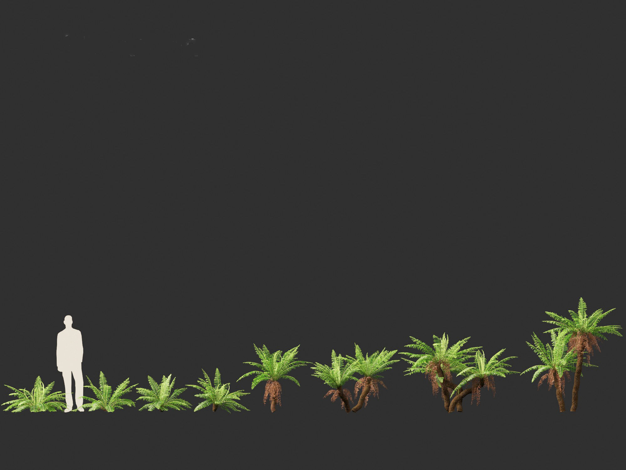 Blechnum nudum - Fishbone water fern 3D model_5