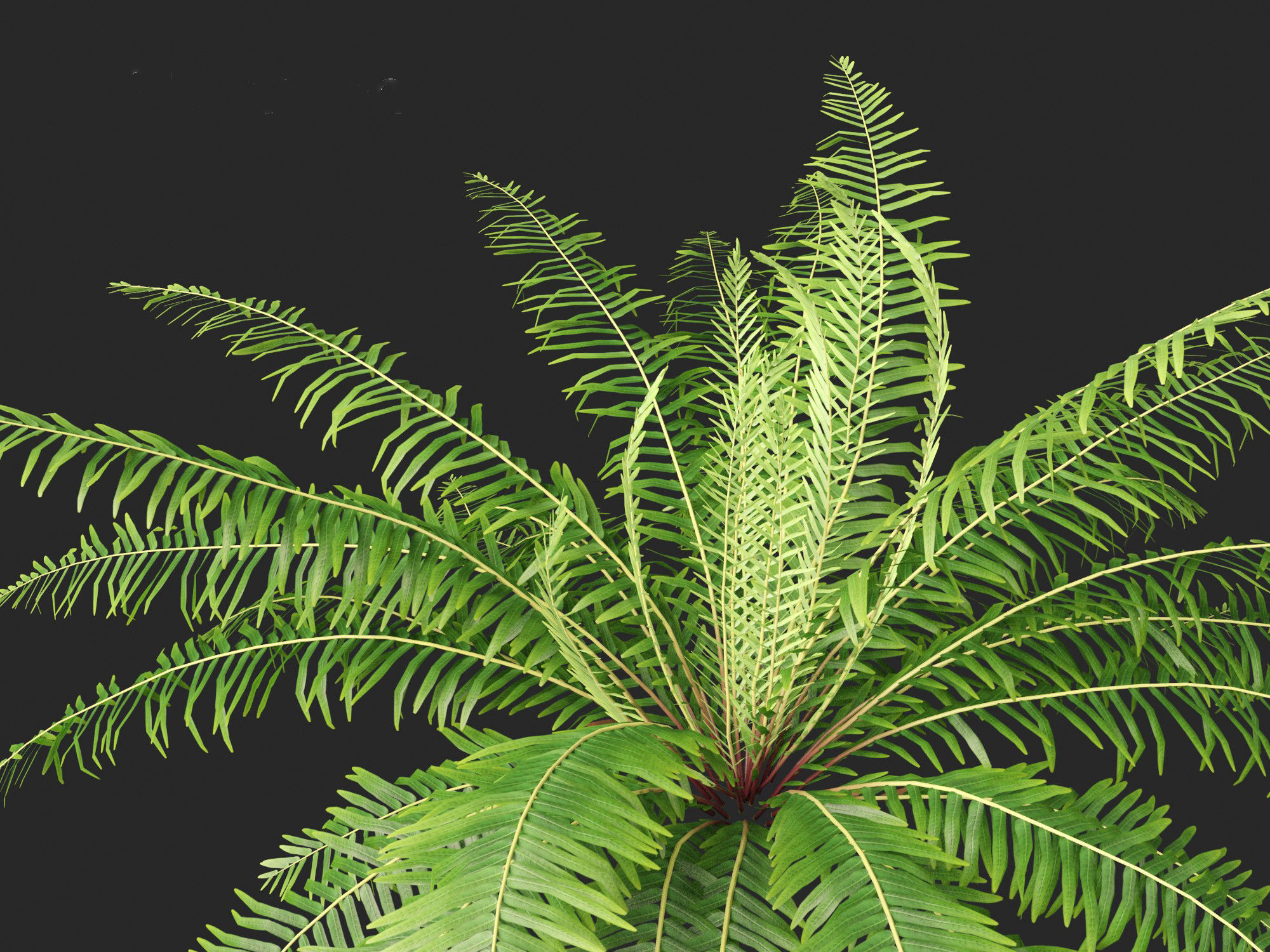Blechnum nudum - Fishbone water fern 3D model_4