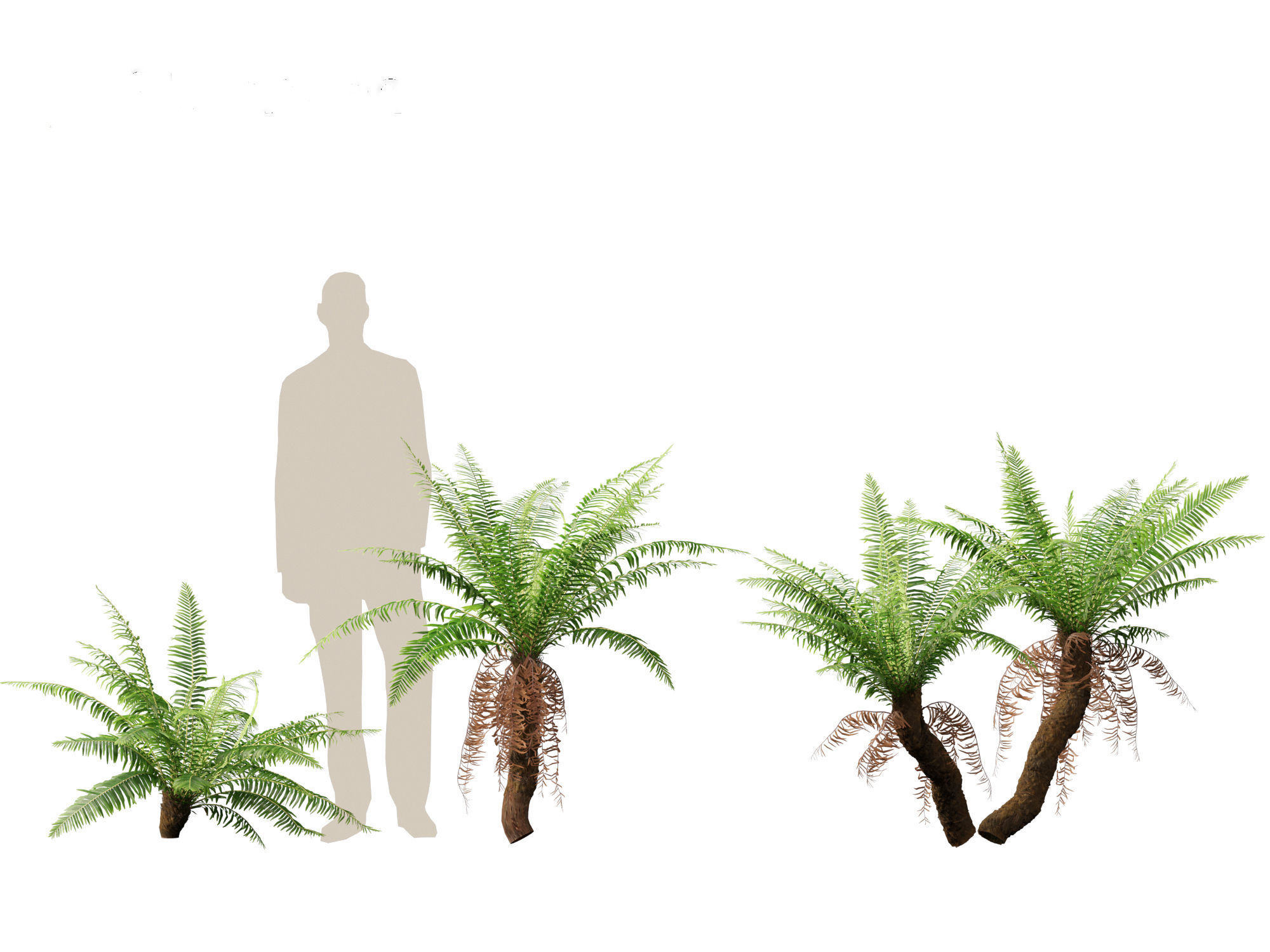 Blechnum nudum - Fishbone water fern 3D model_8