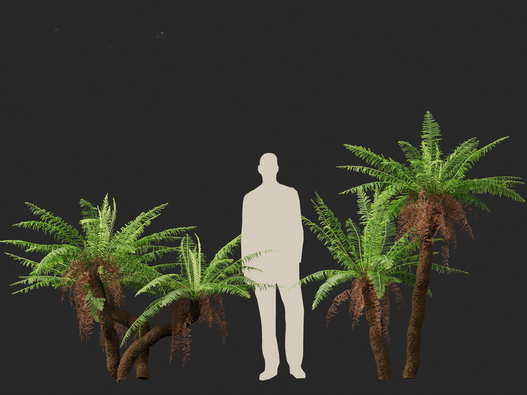 Blechnum nudum - Fishbone water fern 3D model_11