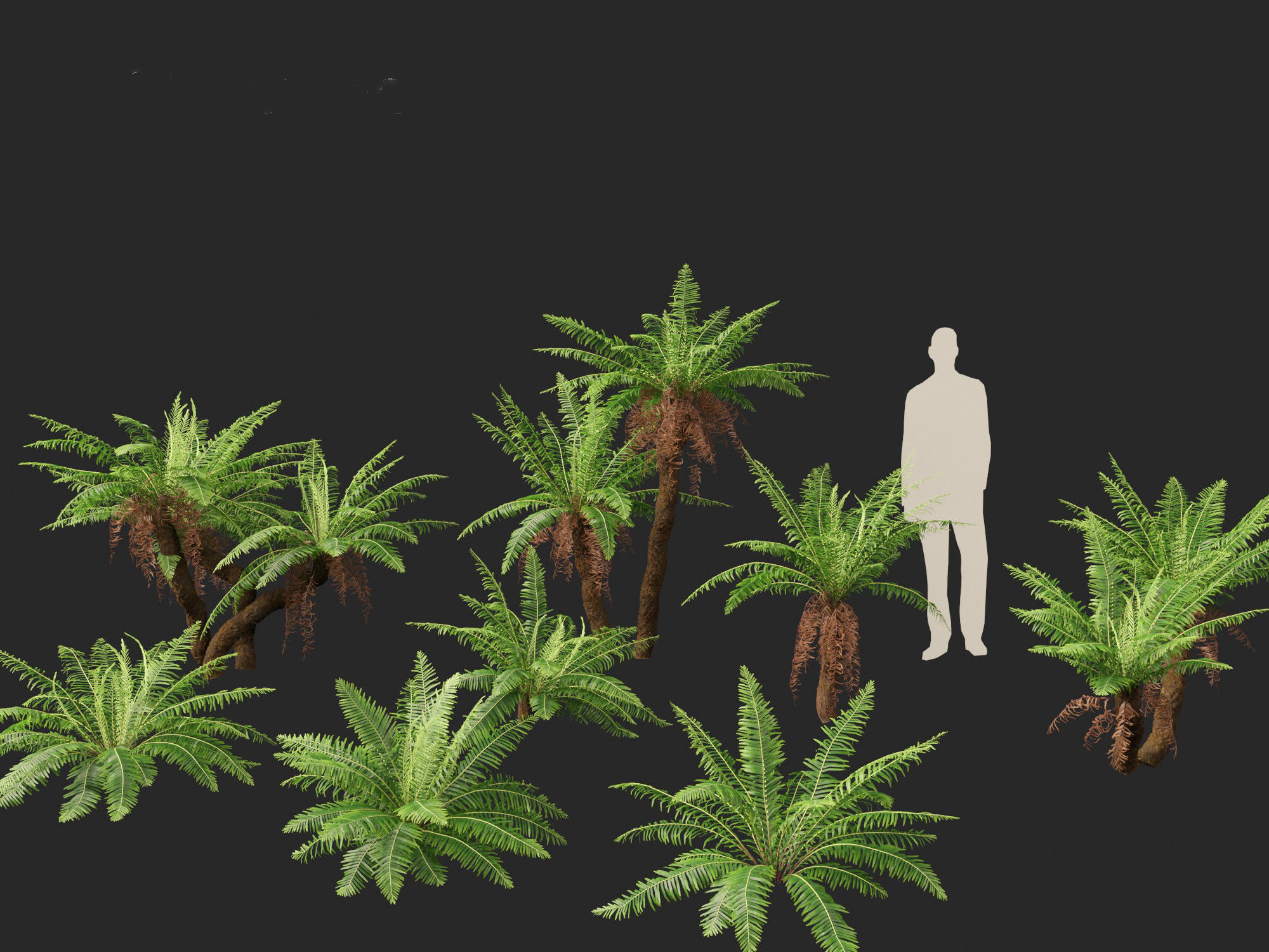 Blechnum nudum - Fishbone water fern 3D model_2