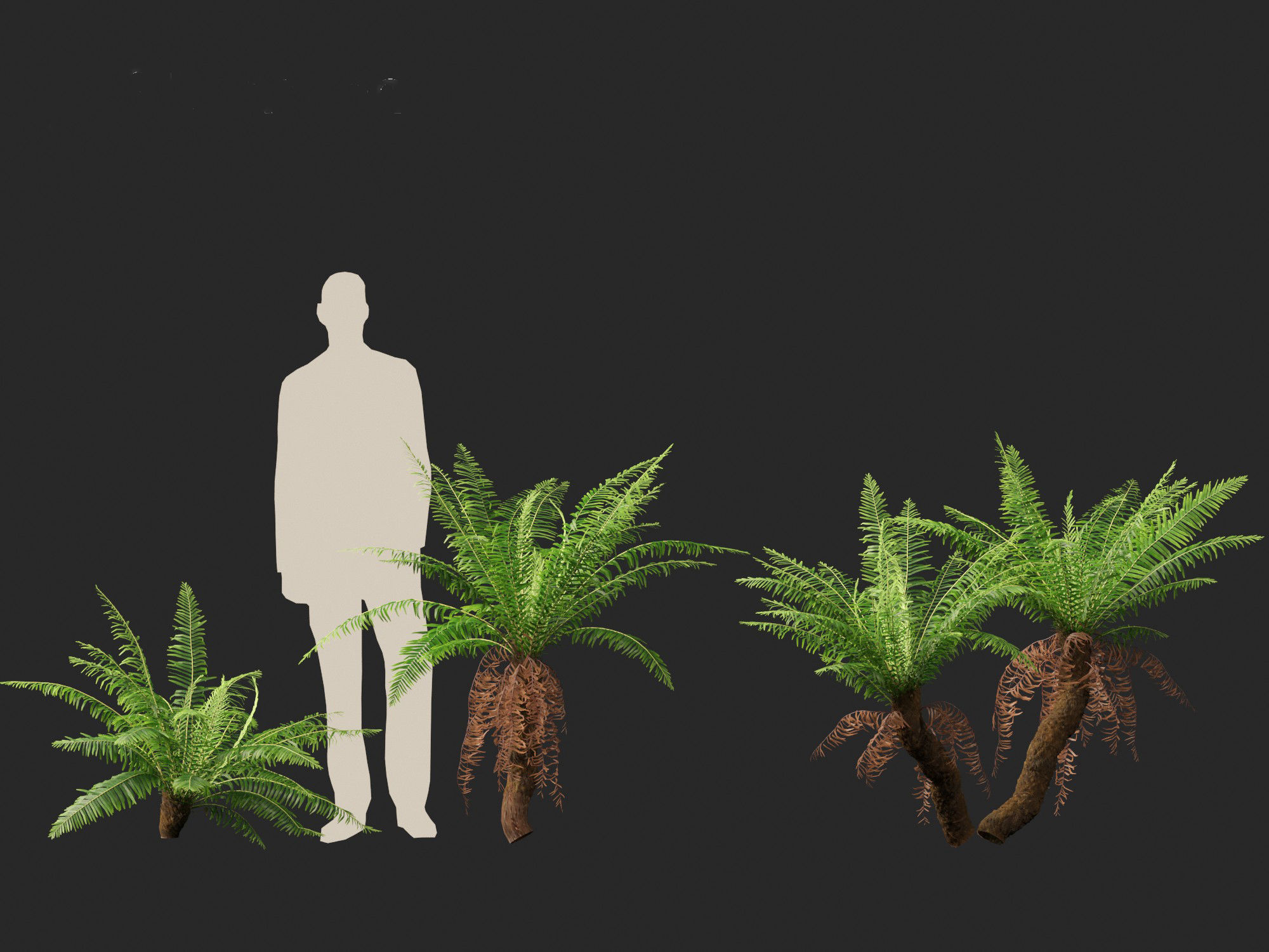 Blechnum nudum - Fishbone water fern 3D model_9