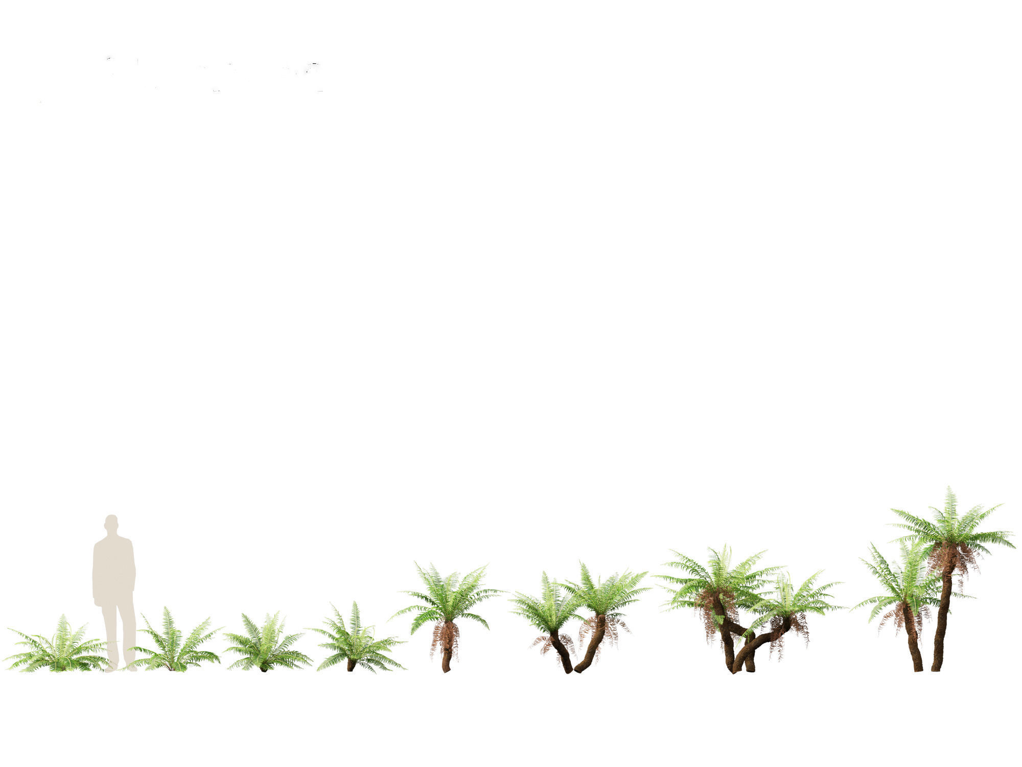 Blechnum nudum - Fishbone water fern 3D model_1