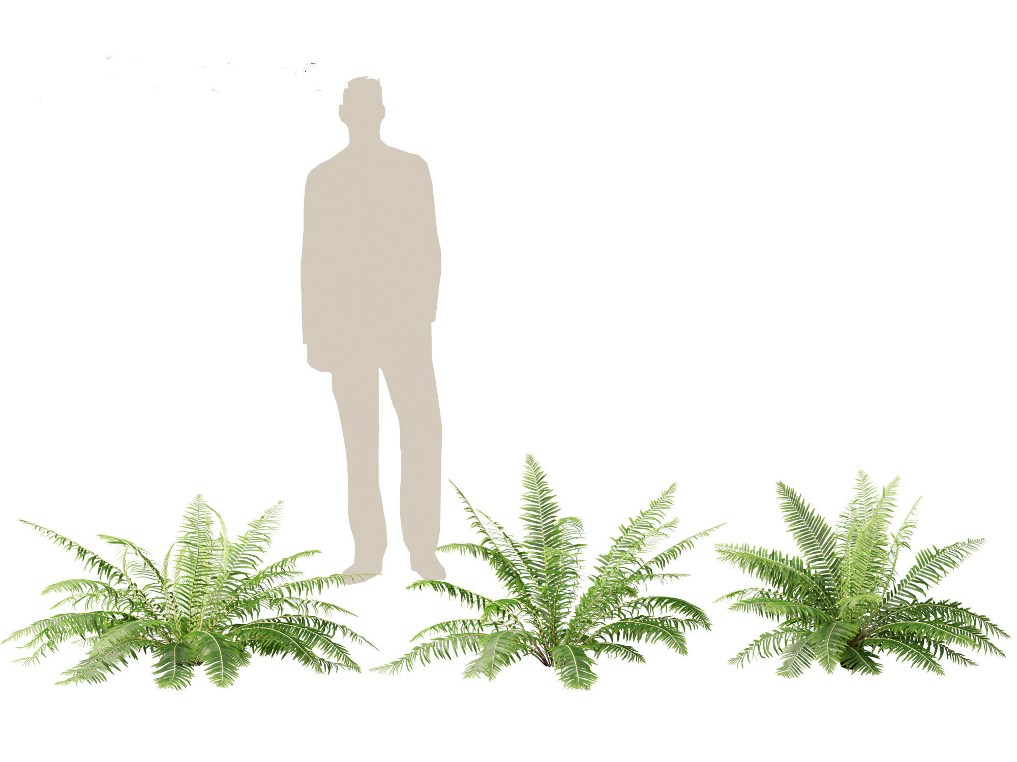 Blechnum nudum - Fishbone water fern 3D model_6