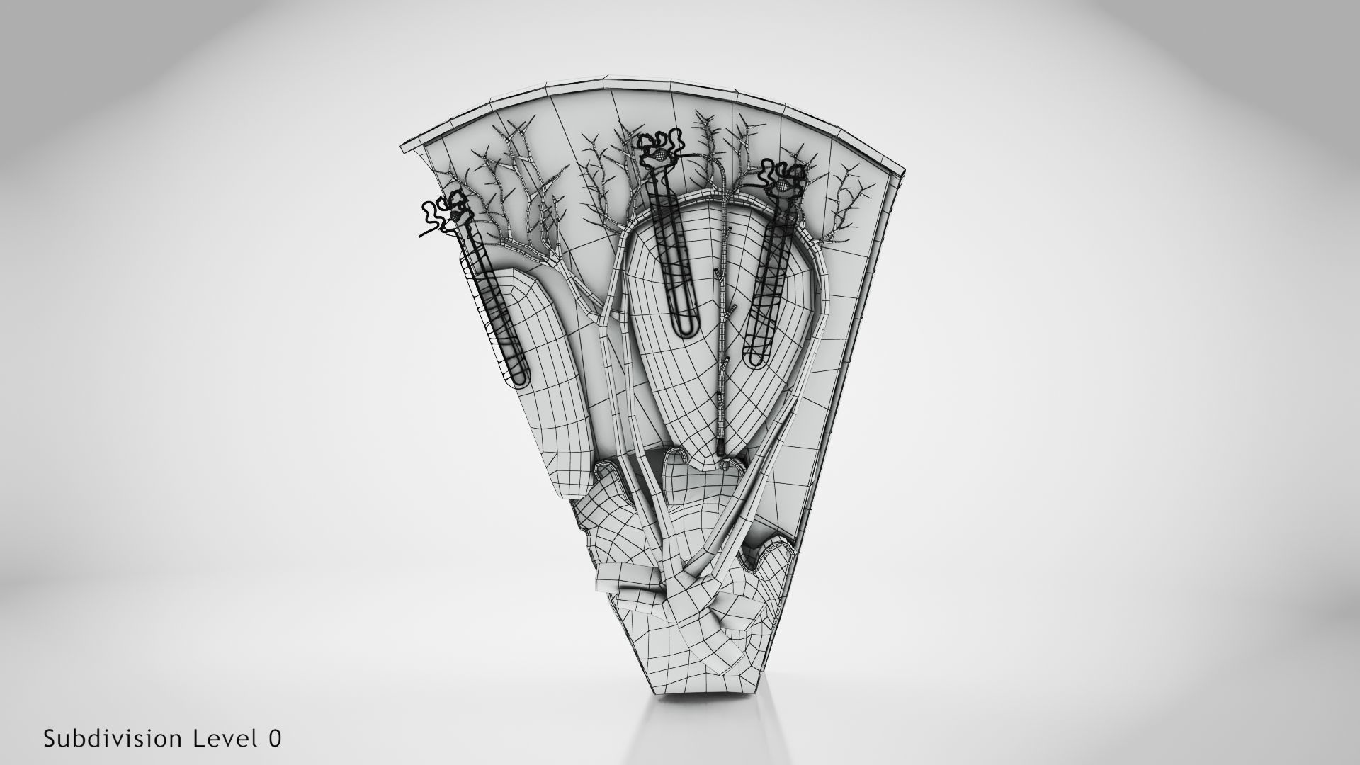 Kidney Section with Nephrons Low-poly 3D model_12
