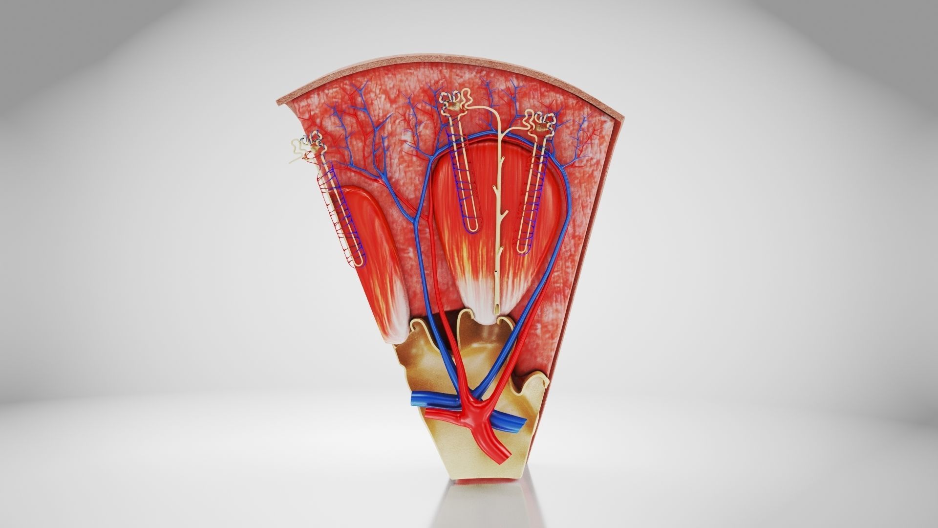 Kidney Section with Nephrons Low-poly 3D model_4