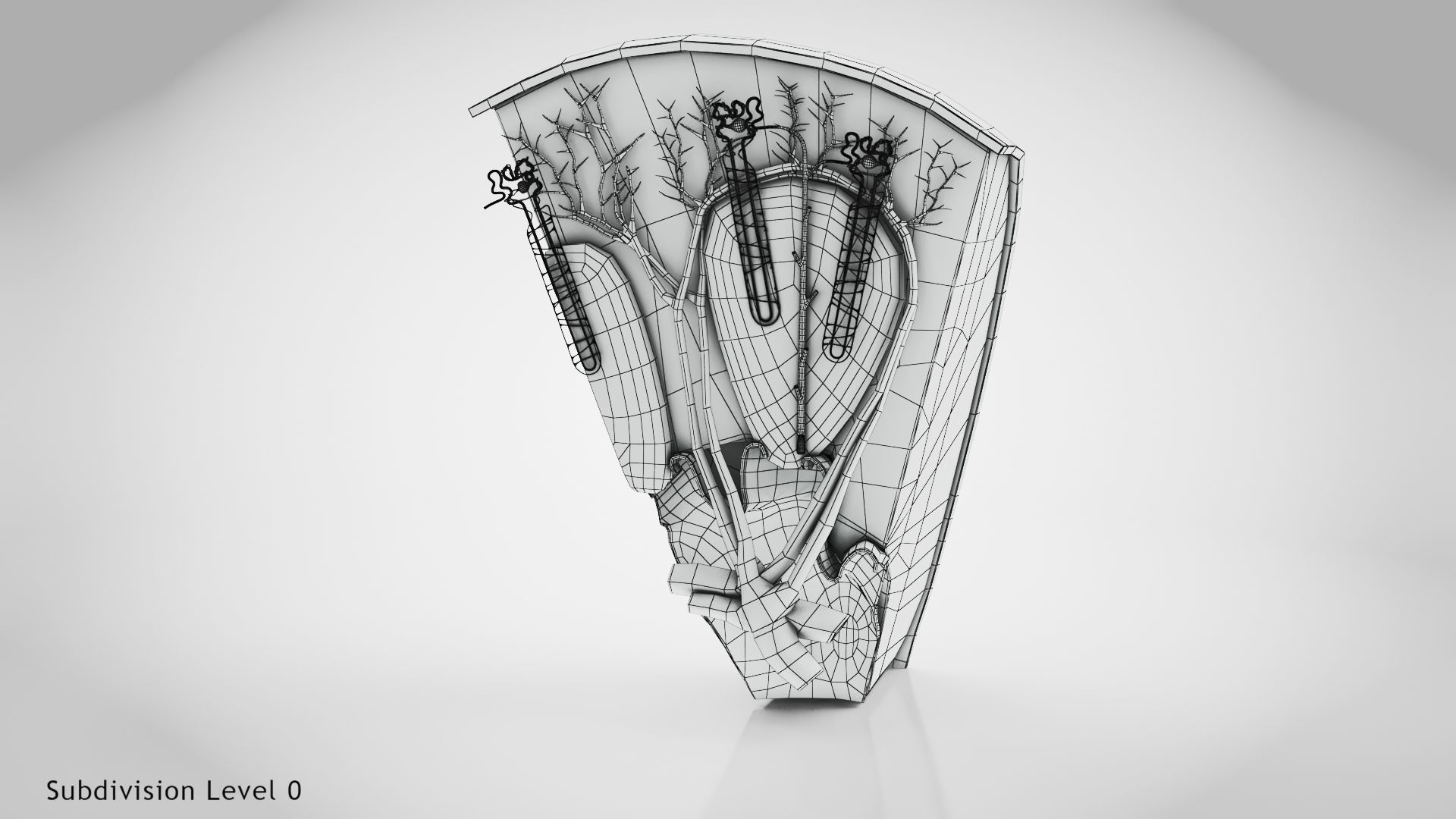 Kidney Section with Nephrons Low-poly 3D model_20