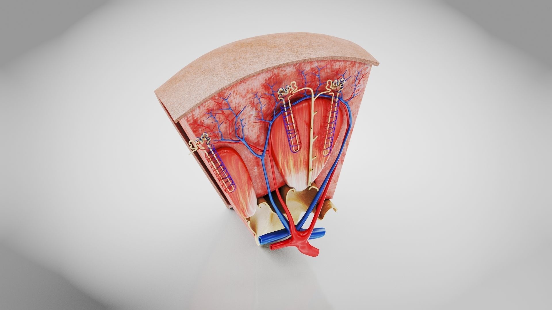 Kidney Section with Nephrons Low-poly 3D model_28