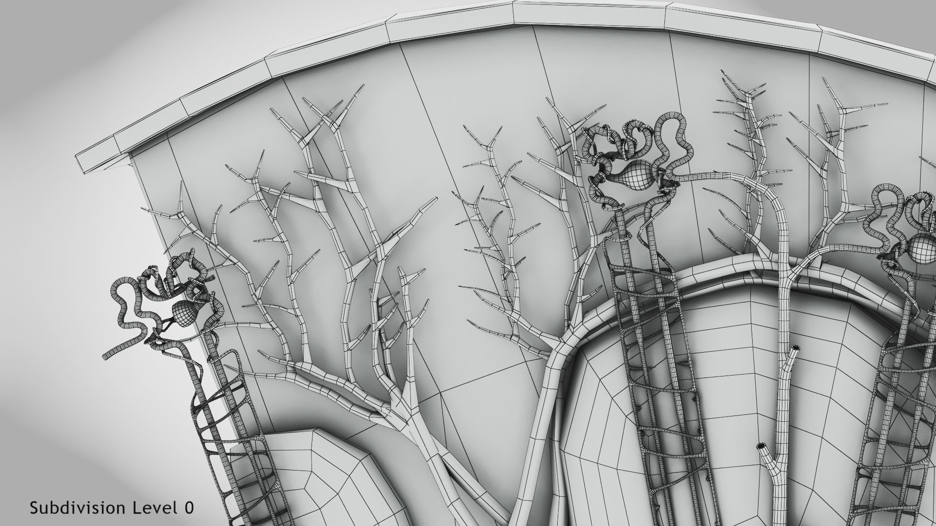 Kidney Section with Nephrons Low-poly 3D model_21