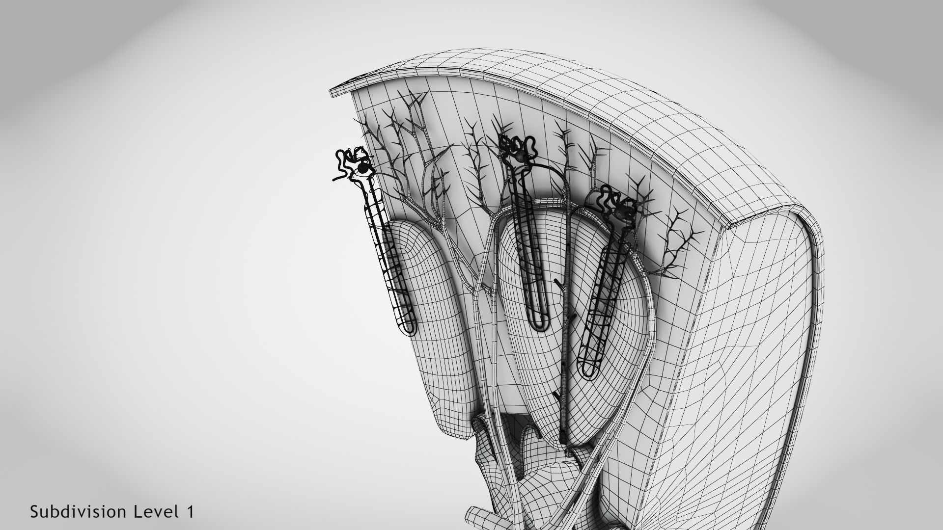 Kidney Section with Nephrons Low-poly 3D model_10