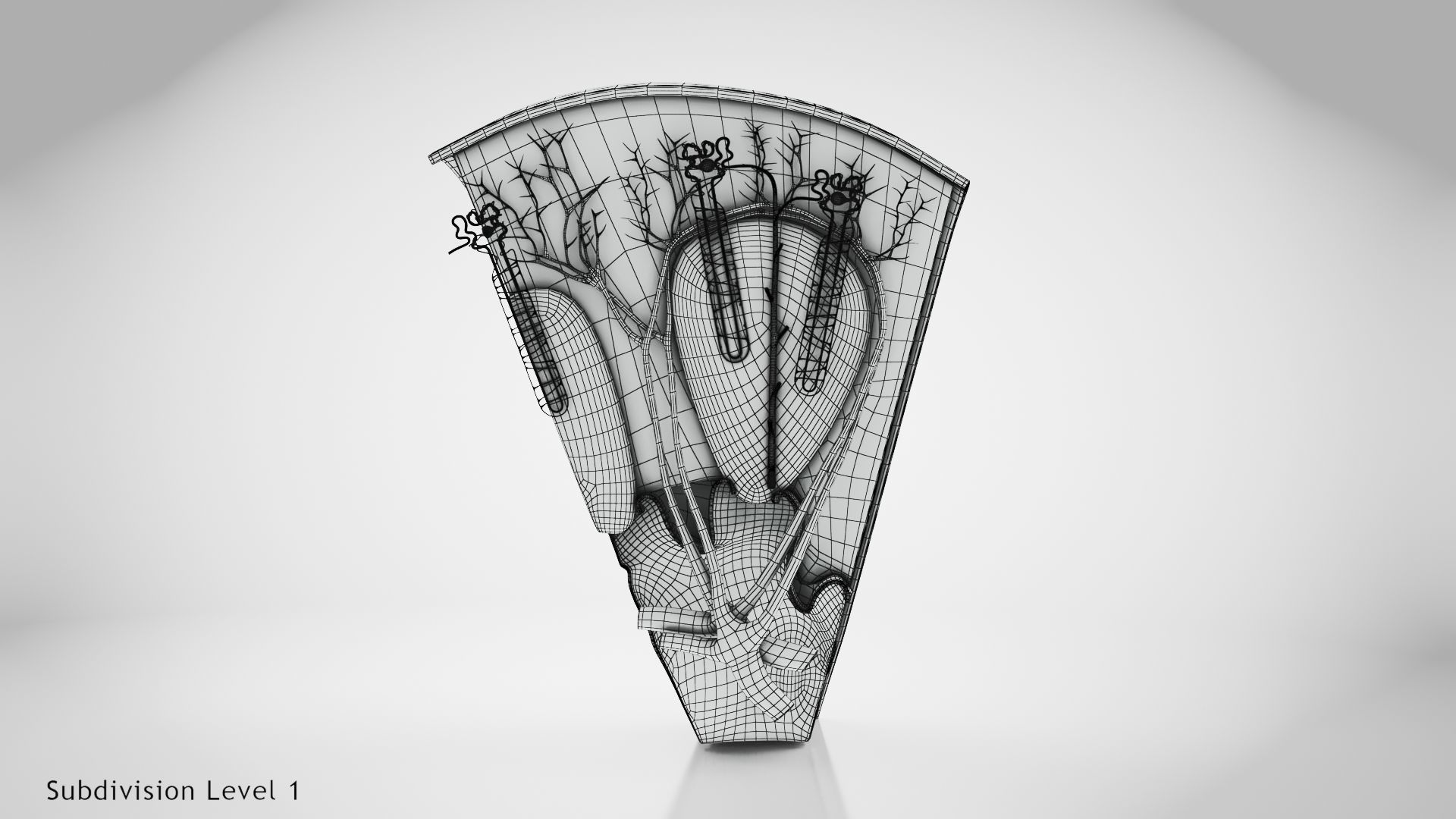Kidney Section with Nephrons Low-poly 3D model_19