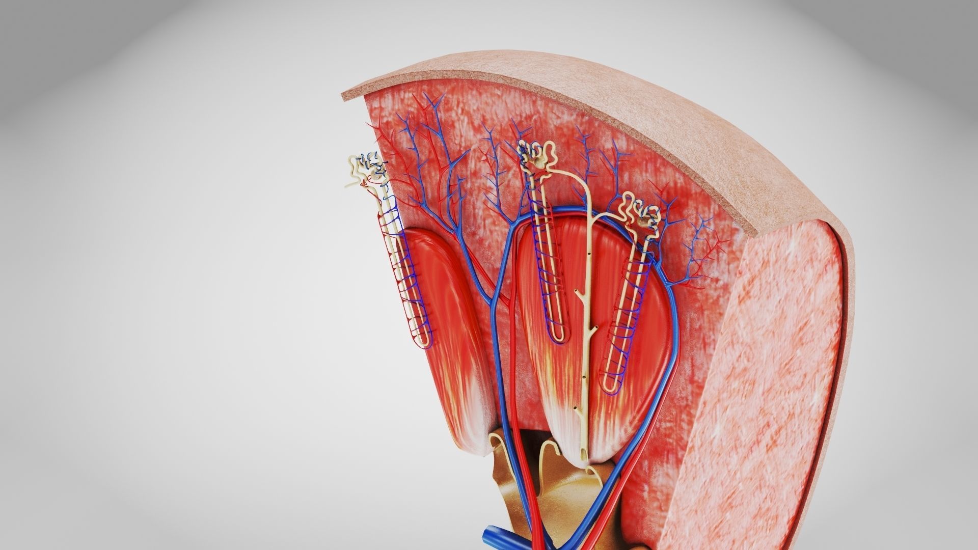 Kidney Section with Nephrons Low-poly 3D model_5