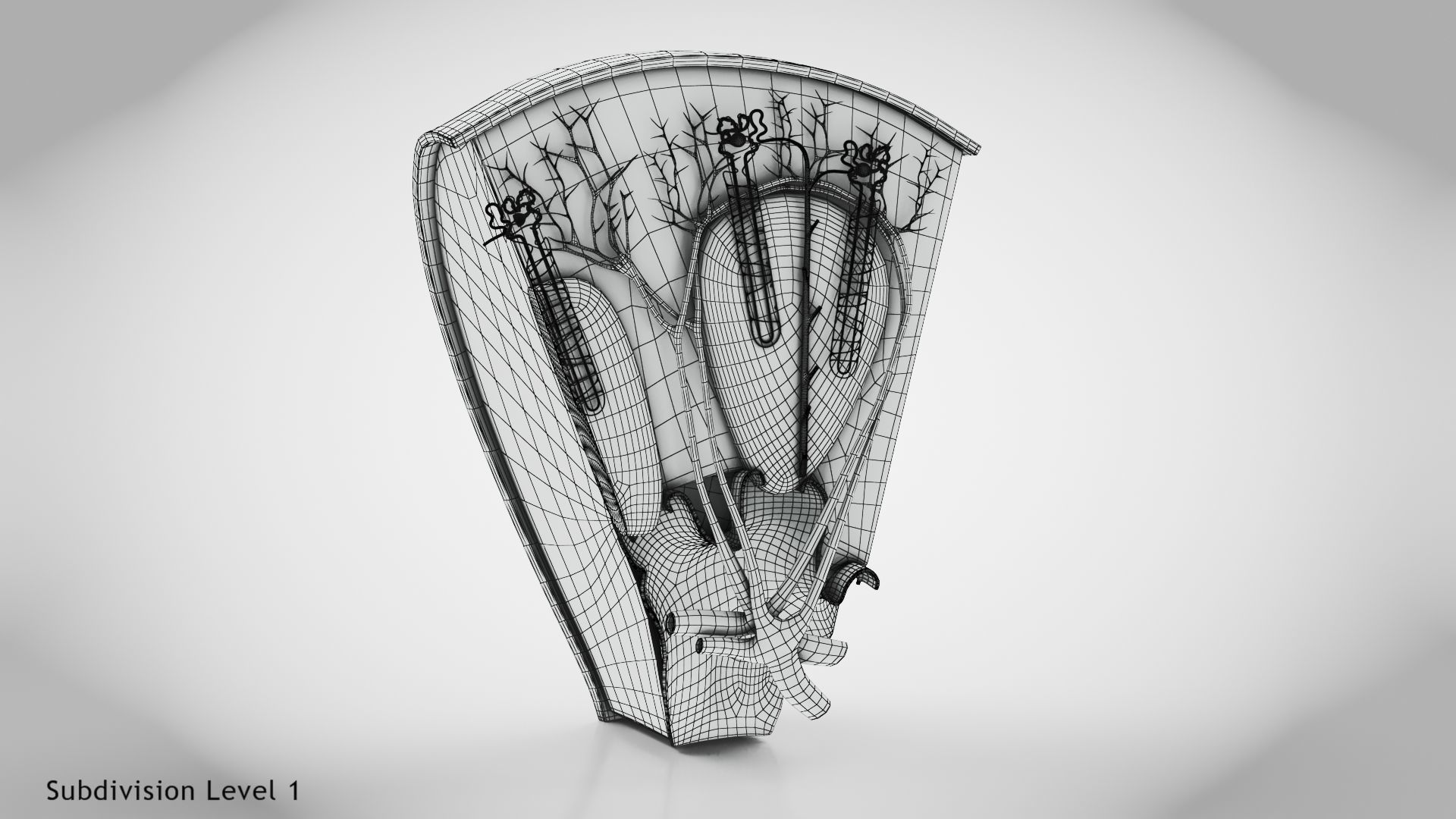 Kidney Section with Nephrons Low-poly 3D model_26