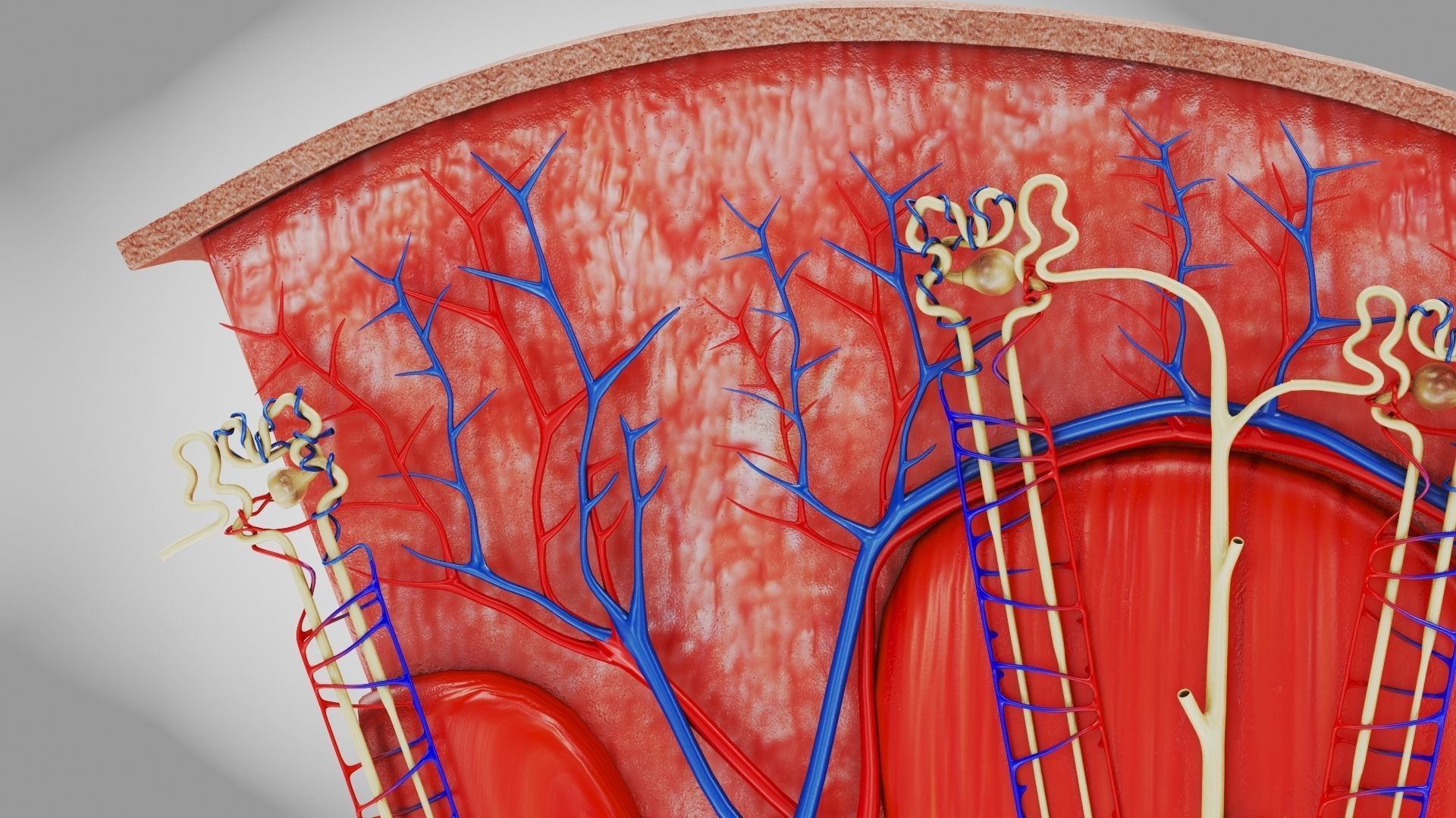 Kidney Section with Nephrons Low-poly 3D model_2