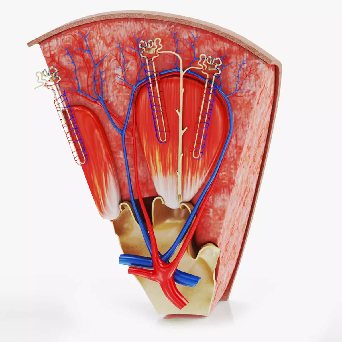 Kidney Section with Nephrons Low-poly 3D model_0
