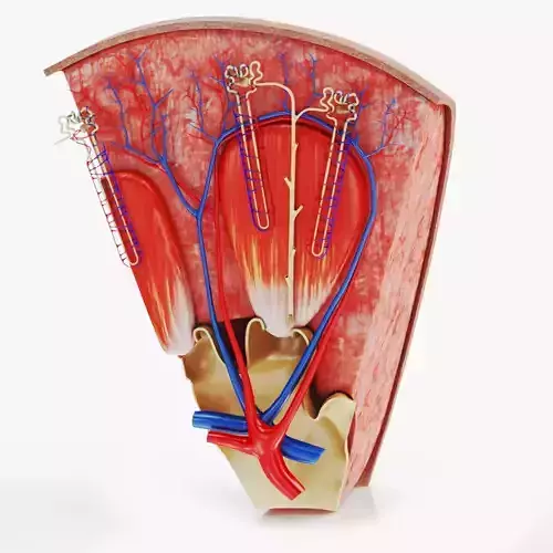 Kidney Section with Nephrons Low-poly 3D model