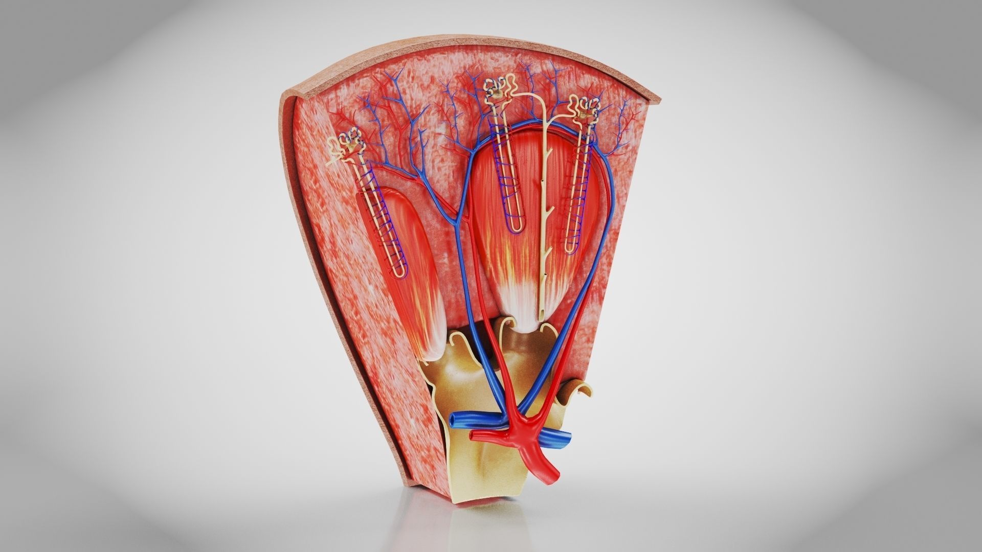 Kidney Section with Nephrons Low-poly 3D model_3