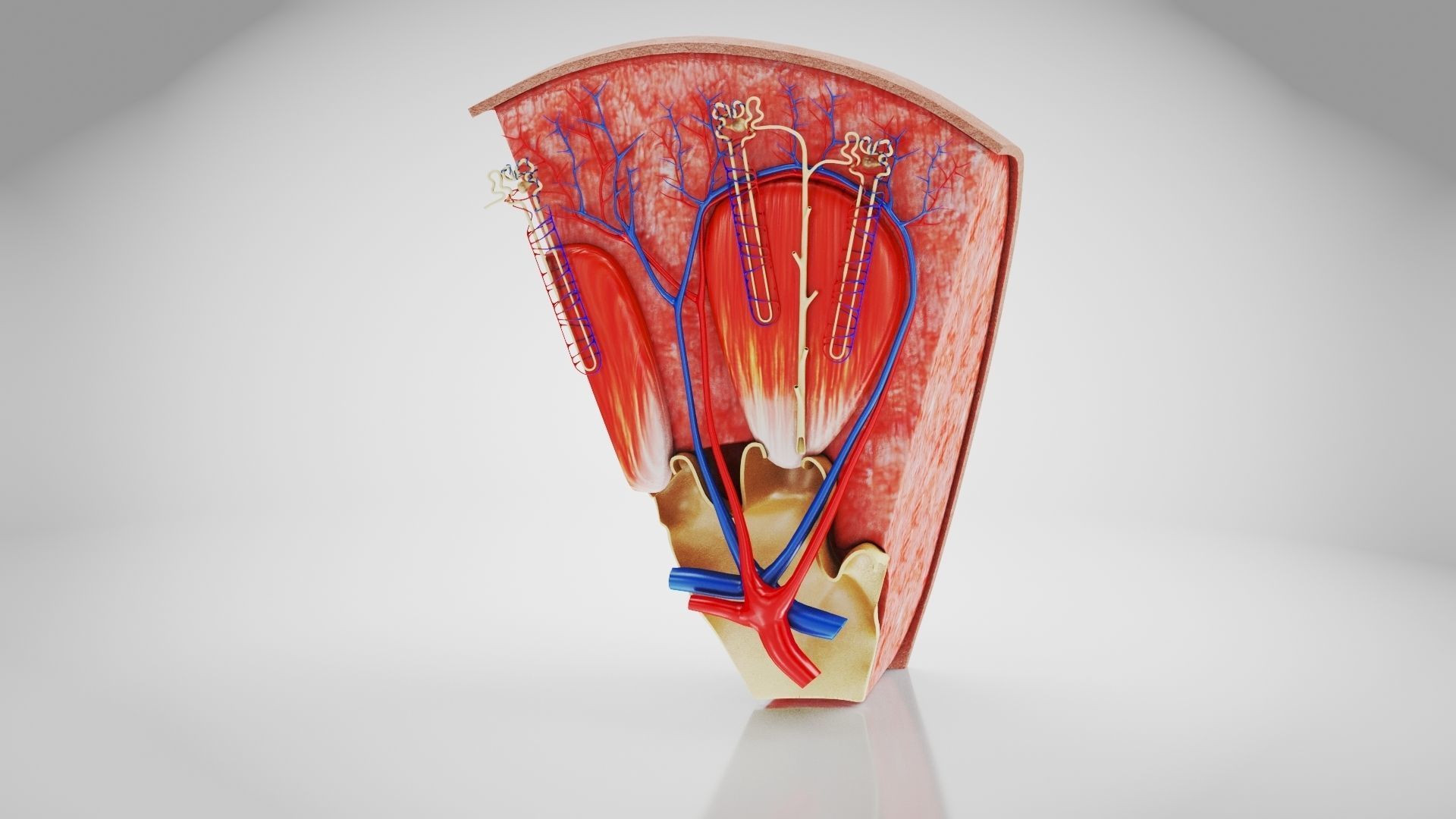Kidney Section with Nephrons Low-poly 3D model_29