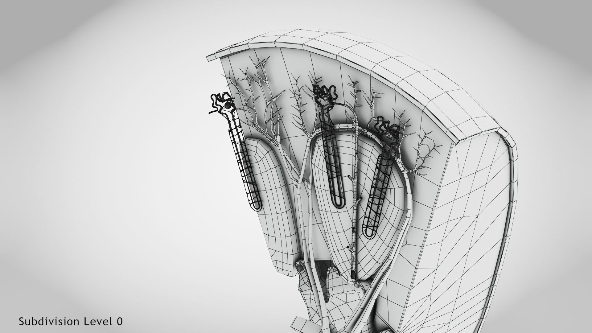 Kidney Section with Nephrons Low-poly 3D model_11