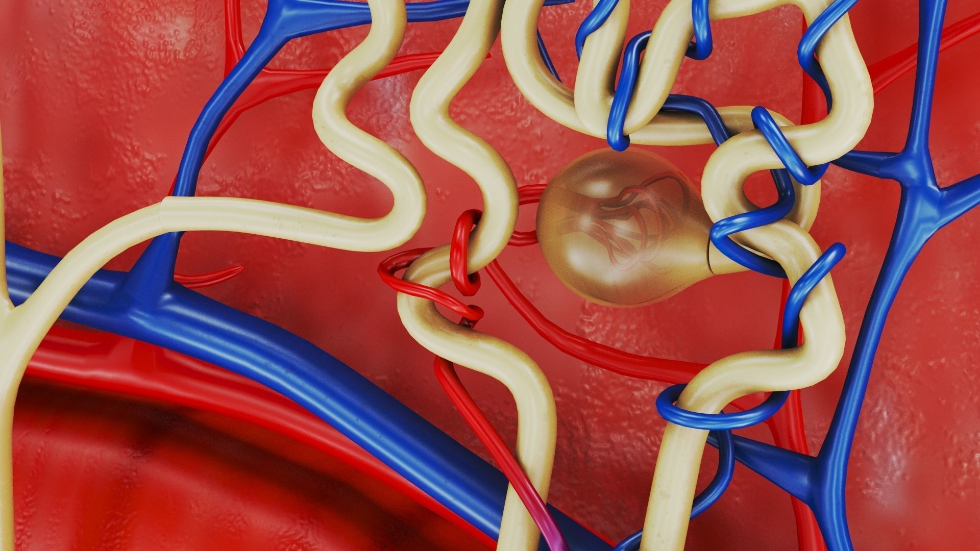 Kidney Section with Nephrons Low-poly 3D model_7