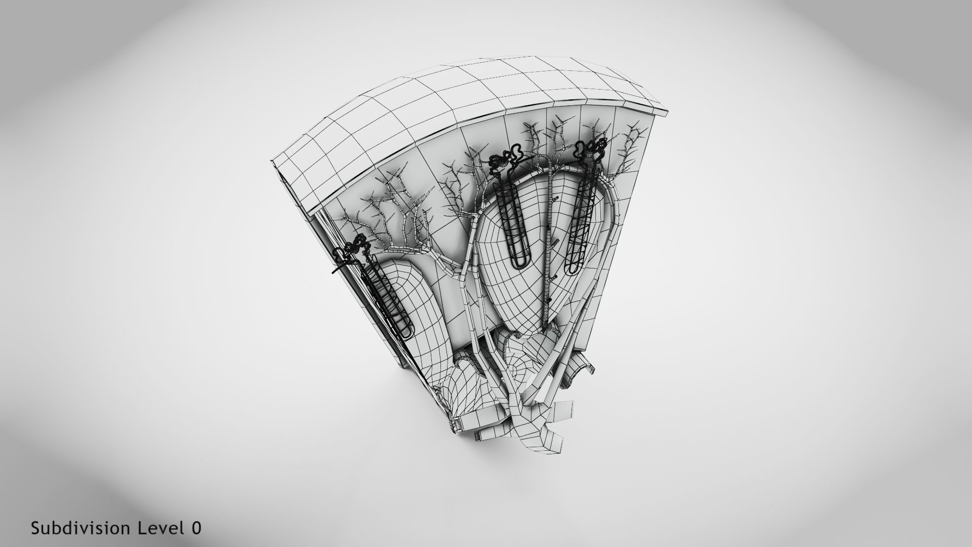Kidney Section with Nephrons Low-poly 3D model_14