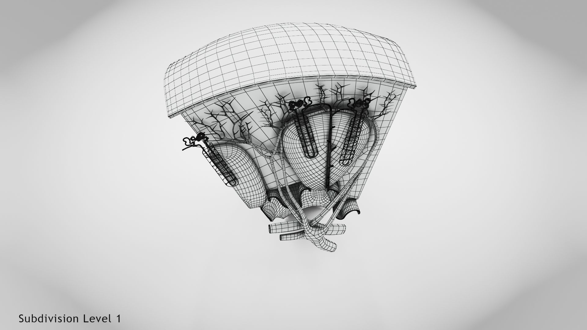 Kidney Section with Nephrons Low-poly 3D model_18