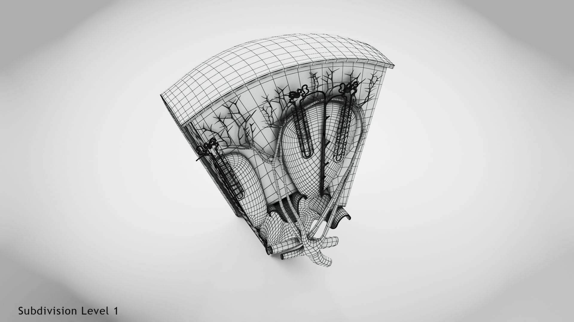 Kidney Section with Nephrons Low-poly 3D model_22