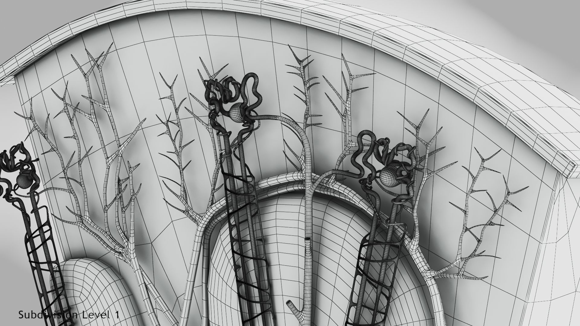 Kidney Section with Nephrons Low-poly 3D model_13