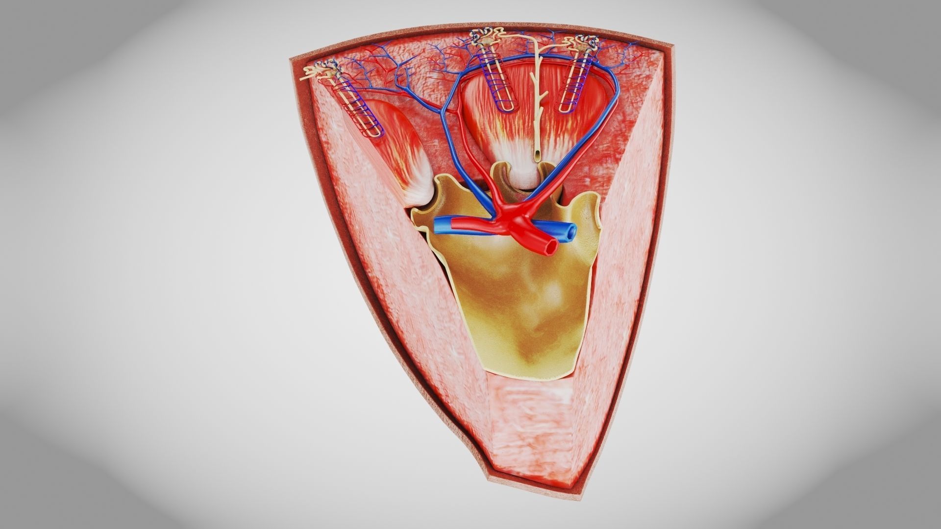 Kidney Section with Nephrons Low-poly 3D model_30
