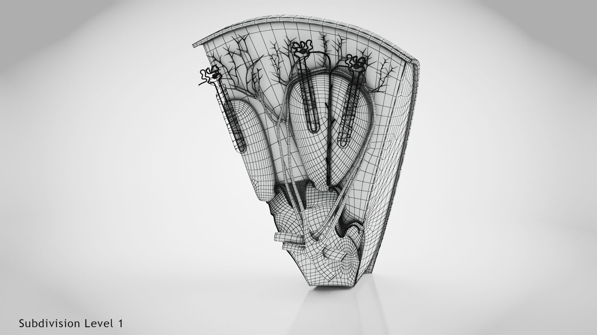 Kidney Section with Nephrons Low-poly 3D model_23