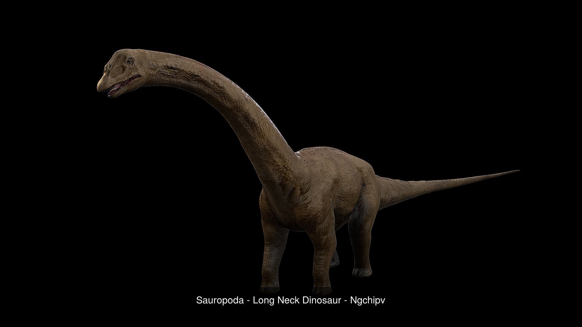 Dinosaur Collection 1 _13