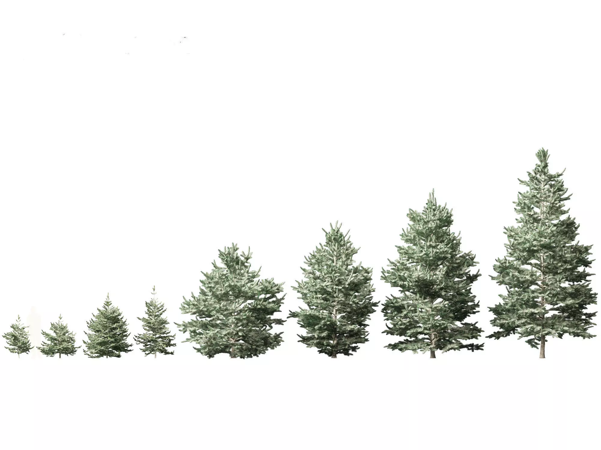 Abies concolor - white fir 3D model_0