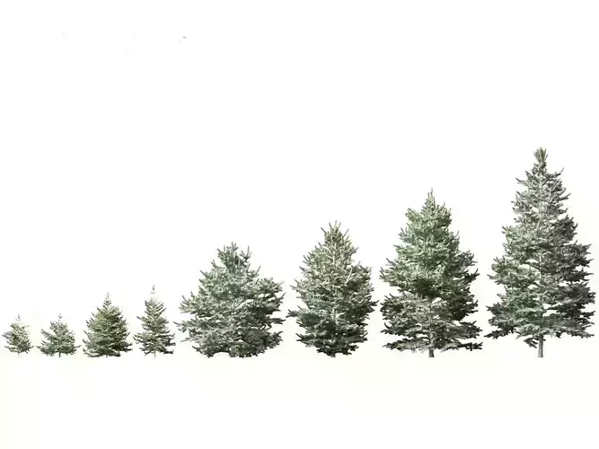 Abies concolor - white fir