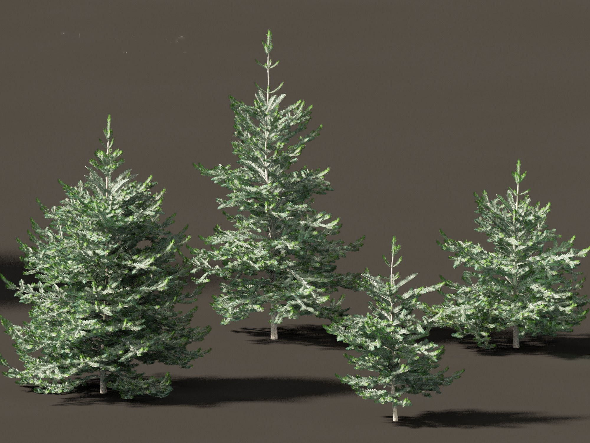 Abies concolor - white fir 3D model_7