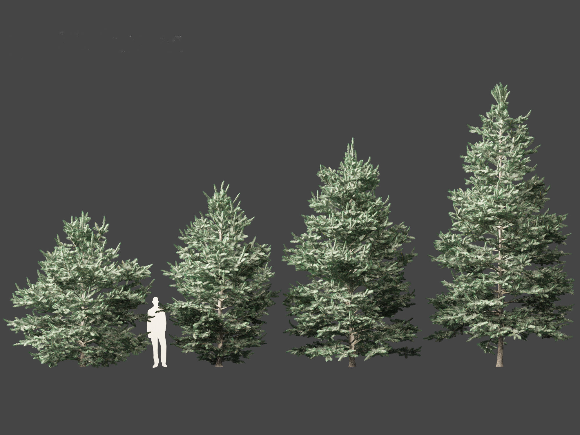 Abies concolor - white fir 3D model_5