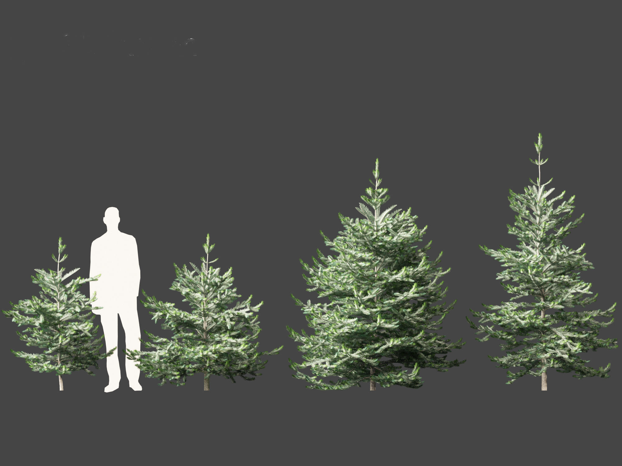 Abies concolor - white fir 3D model_3
